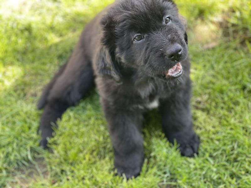 Neufundländer/Landseer/Bernhardiner mix.Welpen