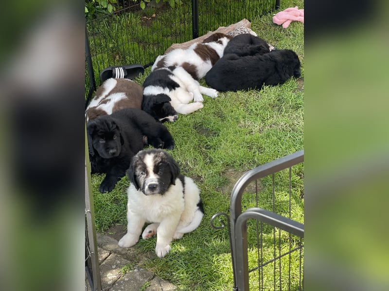 Neufundländer/Landseer/Bernhardiner mix.Welpen