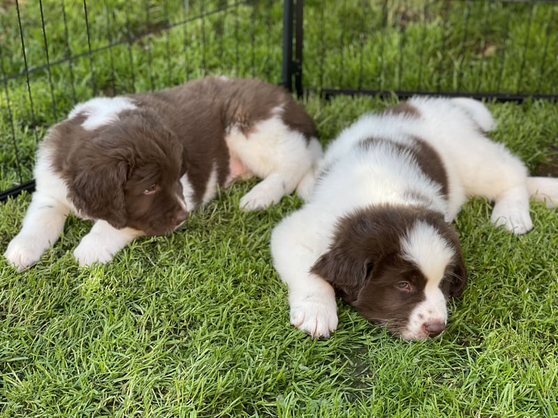 Neufundländer/Landseer/Bernhardiner mix.Welpen