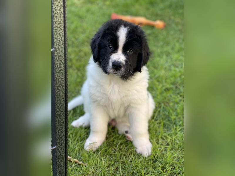 Neufundländer/Landseer/Bernhardiner mix.Welpen