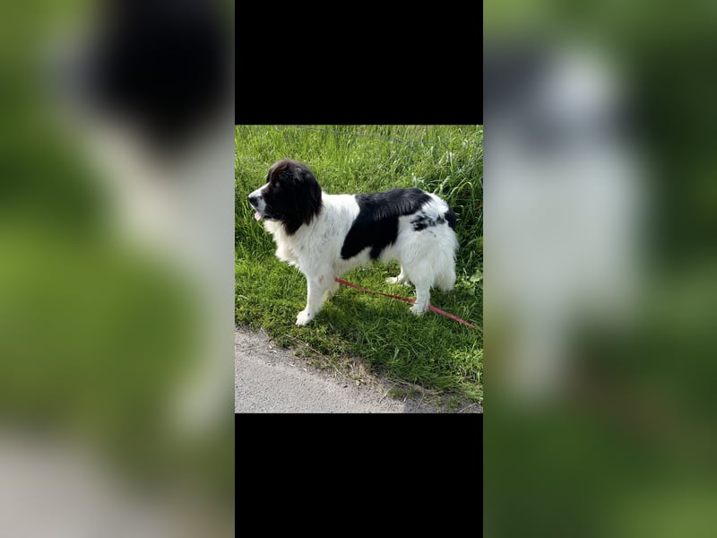 Neufundländer/Landseer/Bernhardiner mix.Welpen