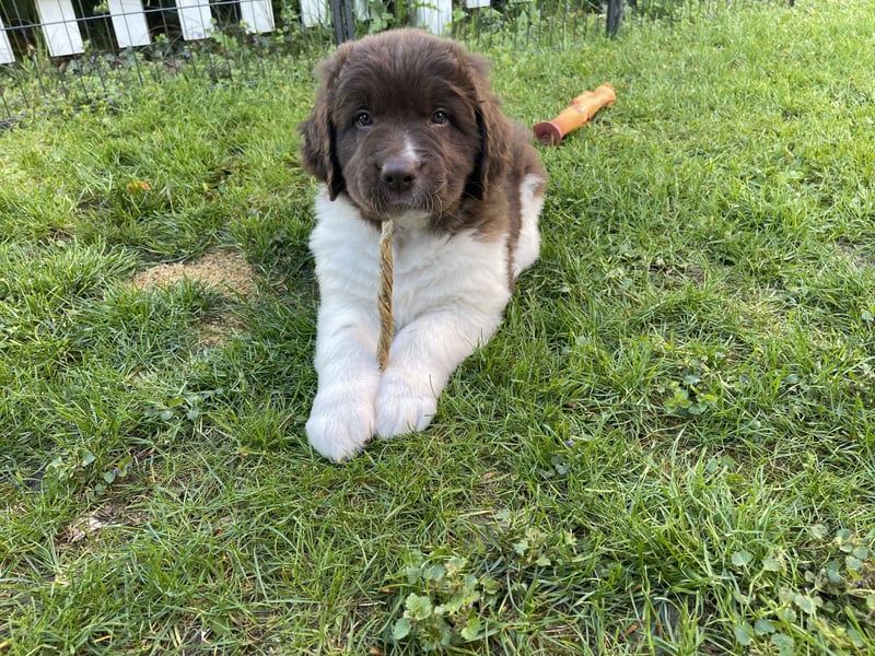 Neufundländer/Landseer/Bernhardiner mix.Welpen