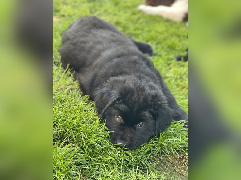 Neufundländer/Landseer/Bernhardiner mix.Welpen