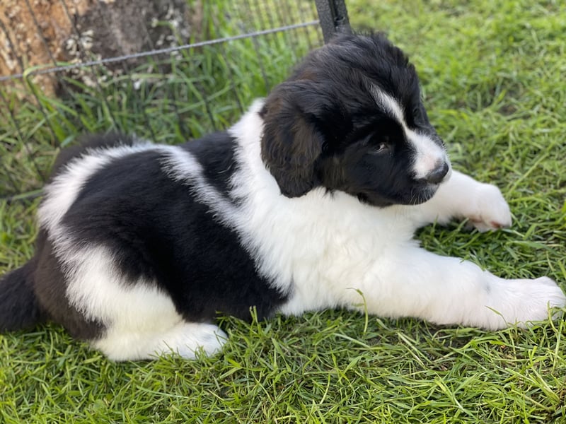 Neufundländer/Landseer/Bernhardiner mix.Welpen