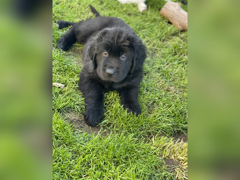 Neufundländer/Landseer/Bernhardiner mix.Welpen