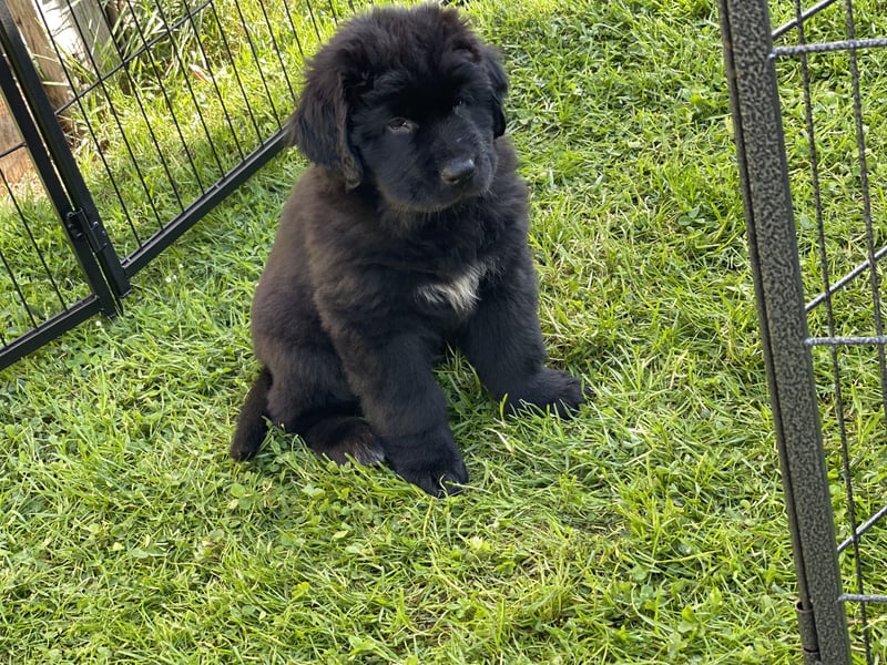 Neufundländer/Landseer/Bernhardiner mix.Welpen