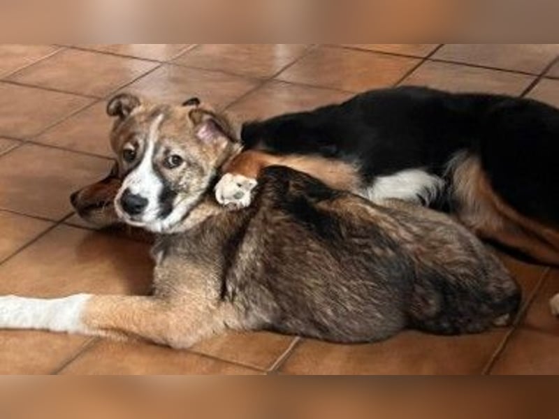 Sonnenschein Valentin sucht seine Familie