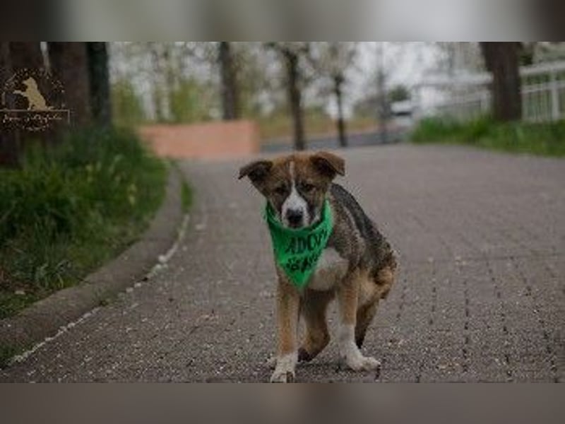 Sonnenschein Valentin sucht seine Familie