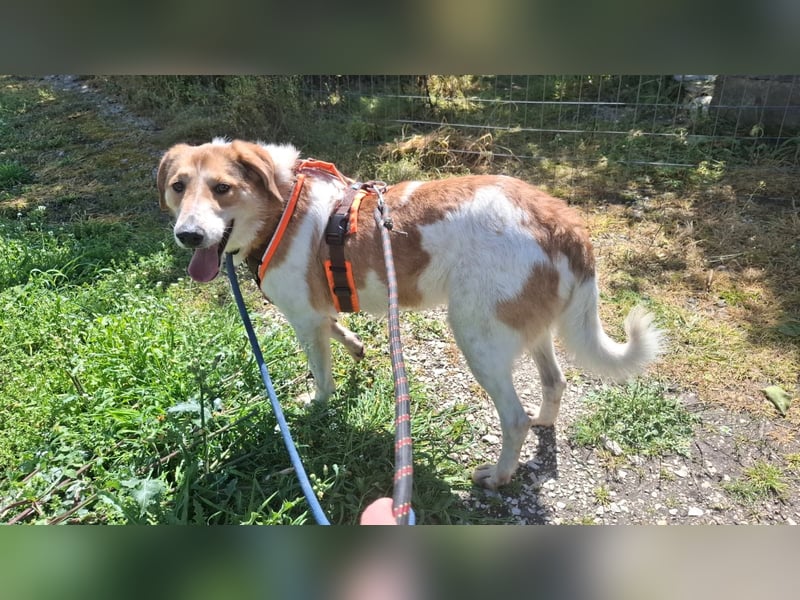 Lebensfroher Rüde sucht Zuhause