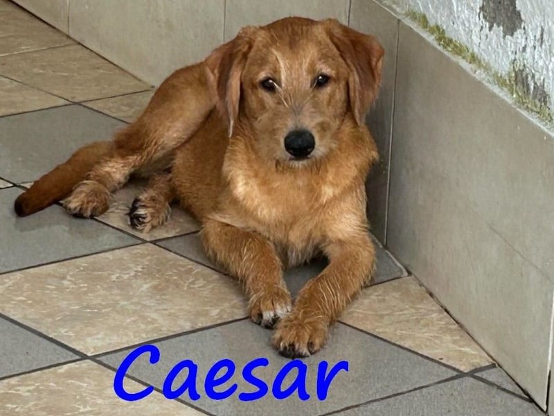 Caesar 01/2025 (GRC) - neugieriger und freundlicher, goldiger Welpe!