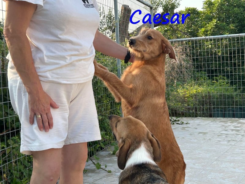 Caesar 01/2025 (GRC) - neugieriger und freundlicher, goldiger Welpe!