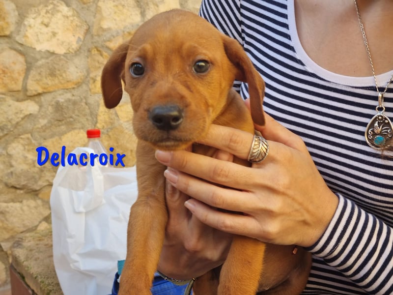 Delacroix 11/2022 (ESP) - verspielter, liebevoller und sportlicher Jagdhund-Mix Junghund!