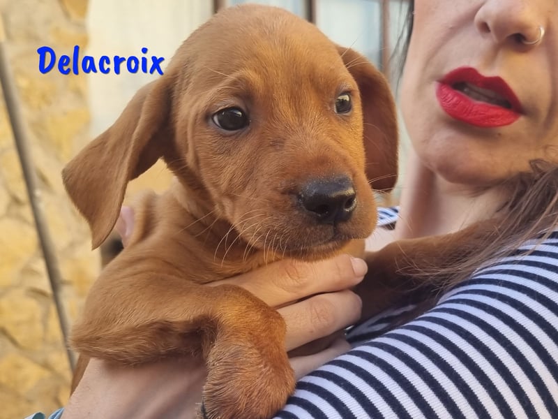 Delacroix 11/2022 (ESP) - verspielter, liebevoller und sportlicher Jagdhund-Mix Junghund!