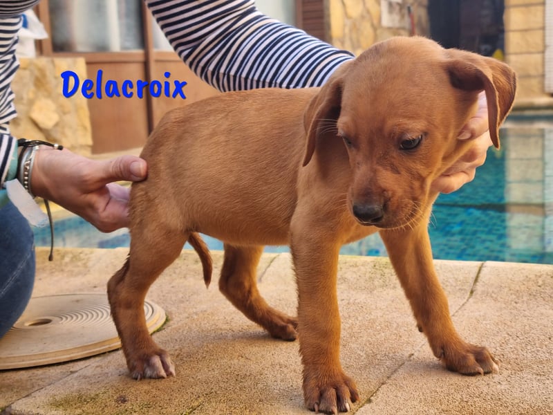 Delacroix 11/2022 (ESP) - verspielter, liebevoller und sportlicher Jagdhund-Mix Junghund!