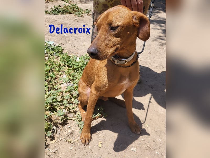 Delacroix 11/2022 (ESP) - verspielter, liebevoller und sportlicher Jagdhund-Mix Junghund!