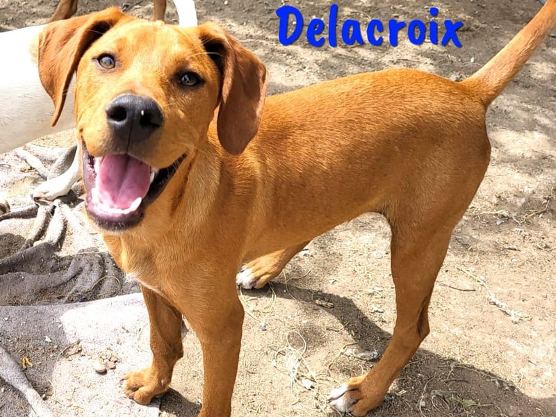 Delacroix 11/2022 (ESP) - verspielter, liebevoller und sportlicher Jagdhund-Mix Junghund!