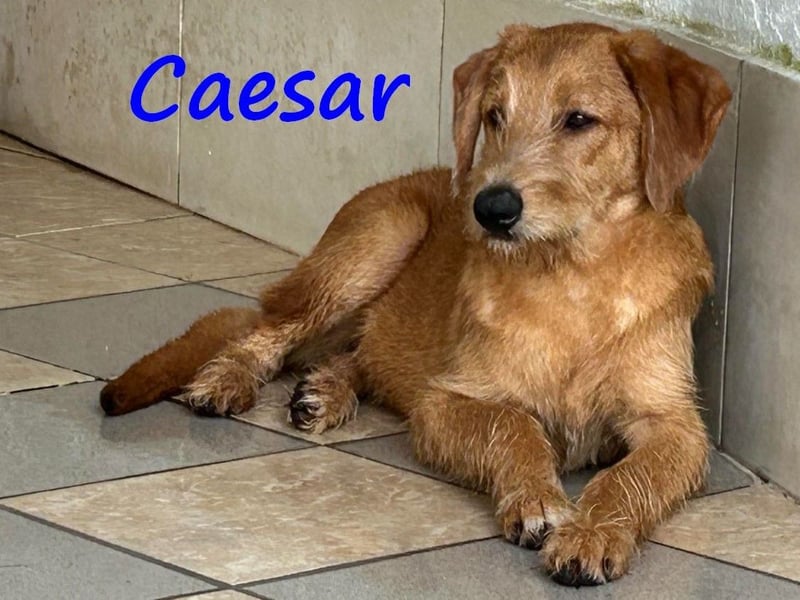 Caesar 01/2025 (GRC) - neugieriger und freundlicher, goldiger Welpe!