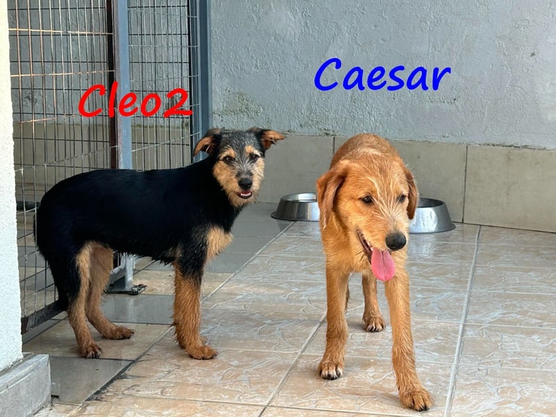 Caesar 01/2025 (GRC) - neugieriger und freundlicher, goldiger Welpe!