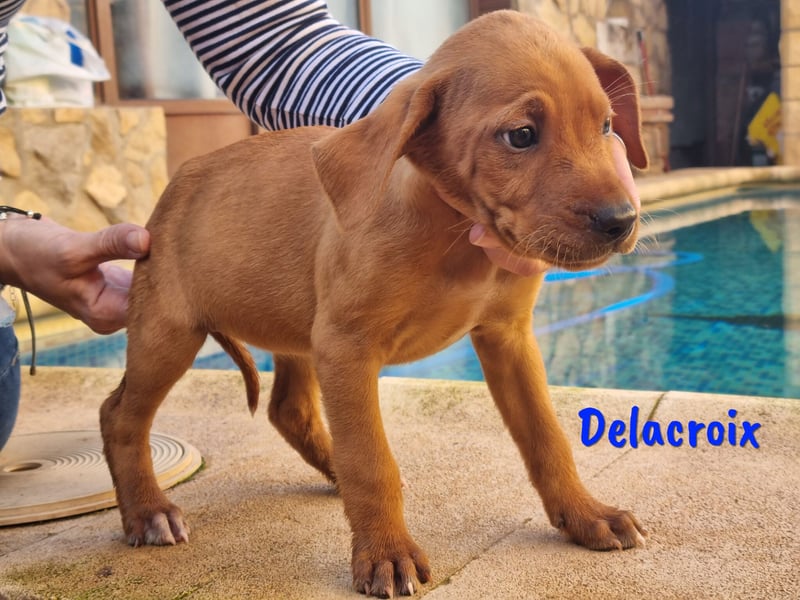 Delacroix 11/2022 (ESP) - verspielter, liebevoller und sportlicher Jagdhund-Mix Junghund!