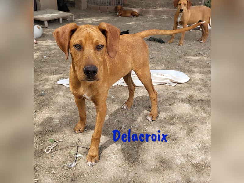 Delacroix 11/2022 (ESP) - verspielter, liebevoller und sportlicher Jagdhund-Mix Junghund!