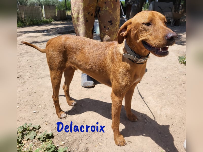 Delacroix 11/2022 (ESP) - verspielter, liebevoller und sportlicher Jagdhund-Mix Junghund!