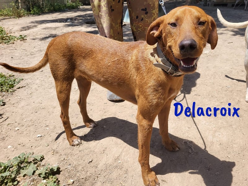 Delacroix 11/2022 (ESP) - verspielter, liebevoller und sportlicher Jagdhund-Mix Junghund!