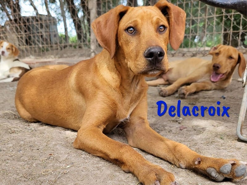 Delacroix 11/2022 (ESP) - verspielter, liebevoller und sportlicher Jagdhund-Mix Junghund!