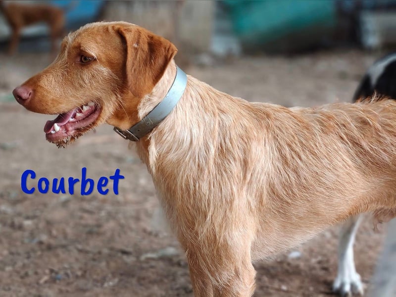 Courbet geb. 11/2022 (ESP) - verspielter, hübscher Jagdhund-Mix Junghund!
