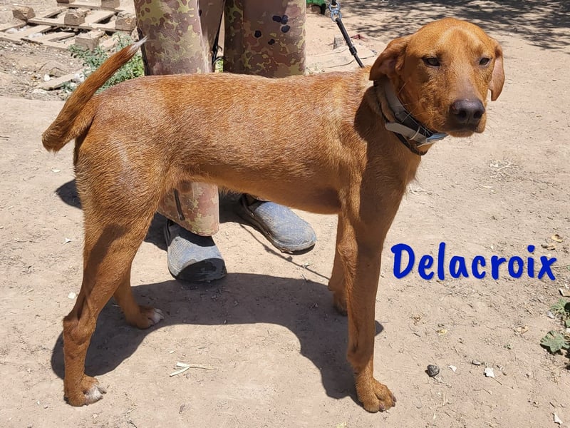 Delacroix 11/2022 (ESP) - verspielter, liebevoller und sportlicher Jagdhund-Mix Junghund!