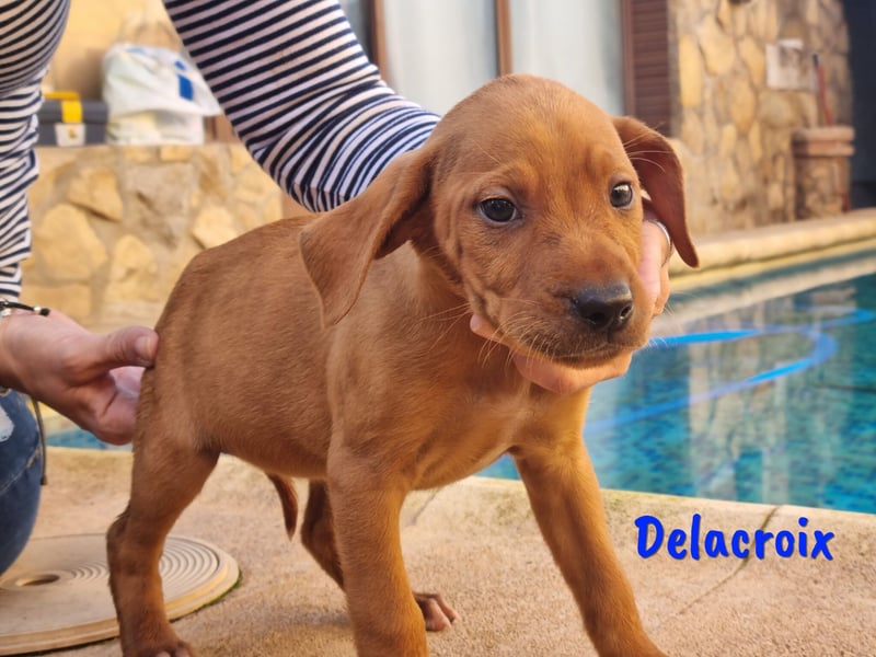 Delacroix 11/2022 (ESP) - verspielter, liebevoller und sportlicher Jagdhund-Mix Junghund!