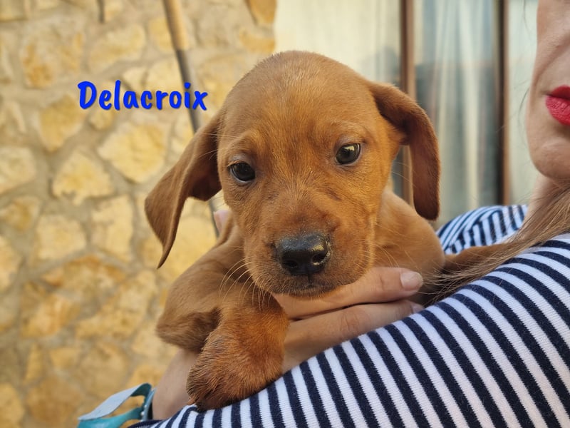 Delacroix 11/2022 (ESP) - verspielter, liebevoller und sportlicher Jagdhund-Mix Junghund!