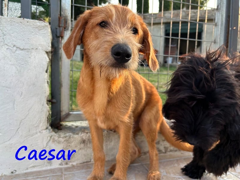 Caesar 01/2025 (GRC) - neugieriger und freundlicher, goldiger Welpe!