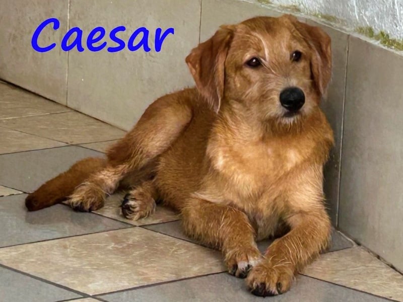 Caesar 01/2025 (GRC) - neugieriger und freundlicher, goldiger Welpe!
