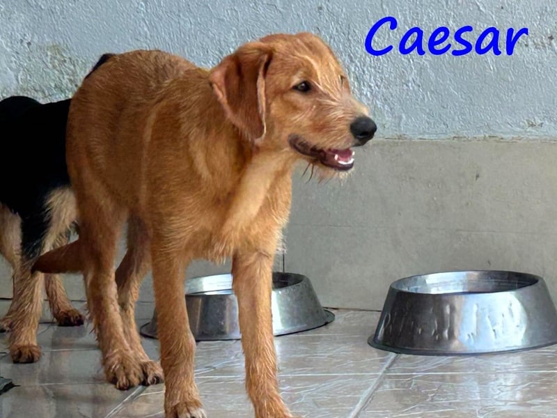 Caesar 01/2025 (GRC) - neugieriger und freundlicher, goldiger Welpe!