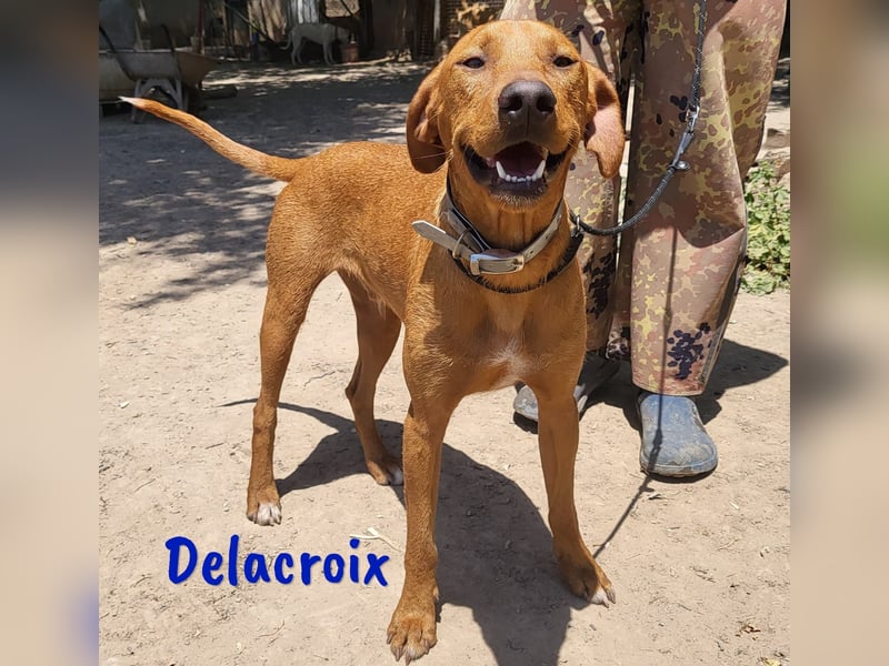 Delacroix 11/2022 (ESP) - verspielter, liebevoller und sportlicher Jagdhund-Mix Junghund!