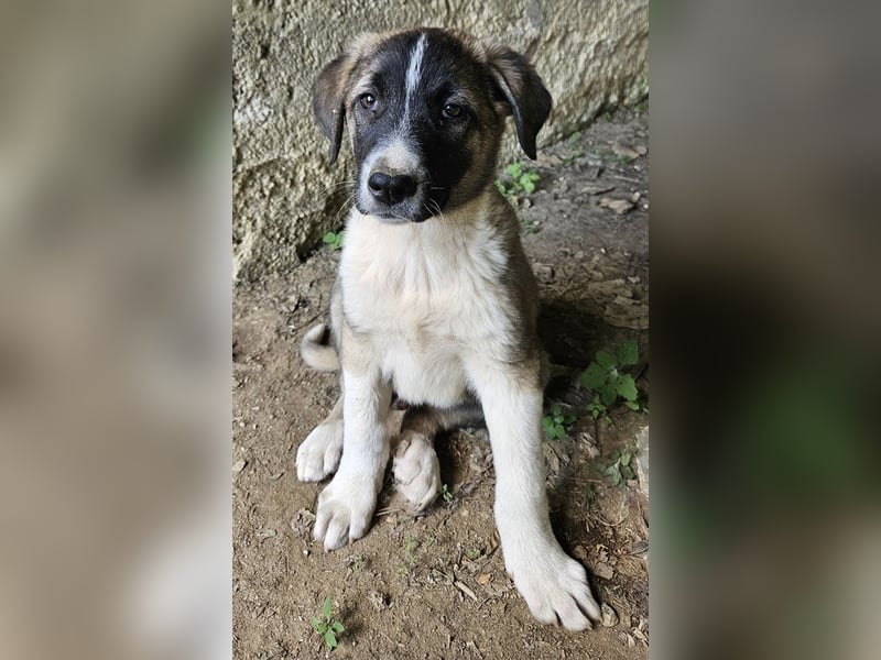 Oreo, geb. ca. 02/2025, lebt in GRIECHENLAND, auf einer privaten Pflegestelle