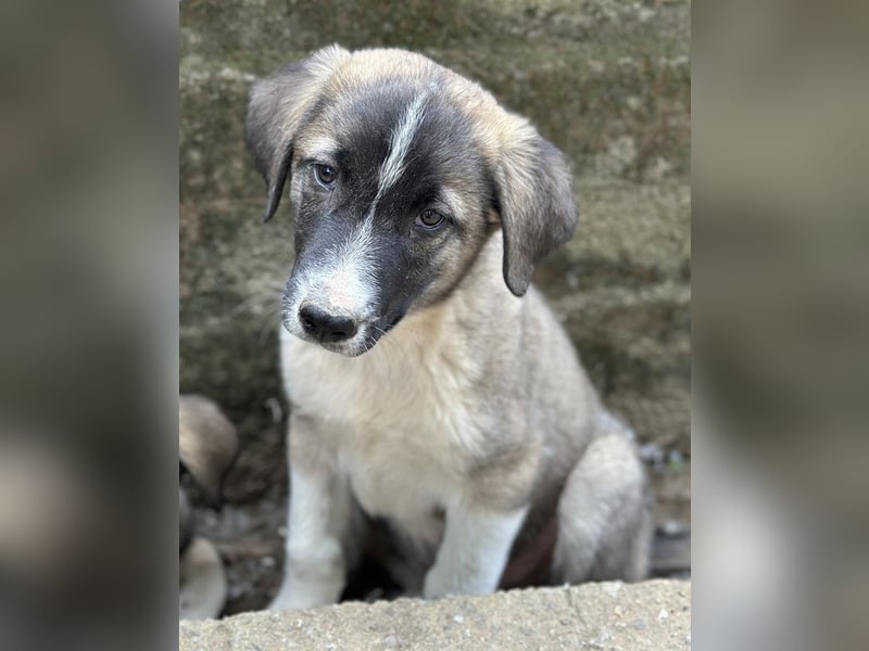 Oreo, geb. ca. 02/2025, lebt in GRIECHENLAND, auf einer privaten Pflegestelle