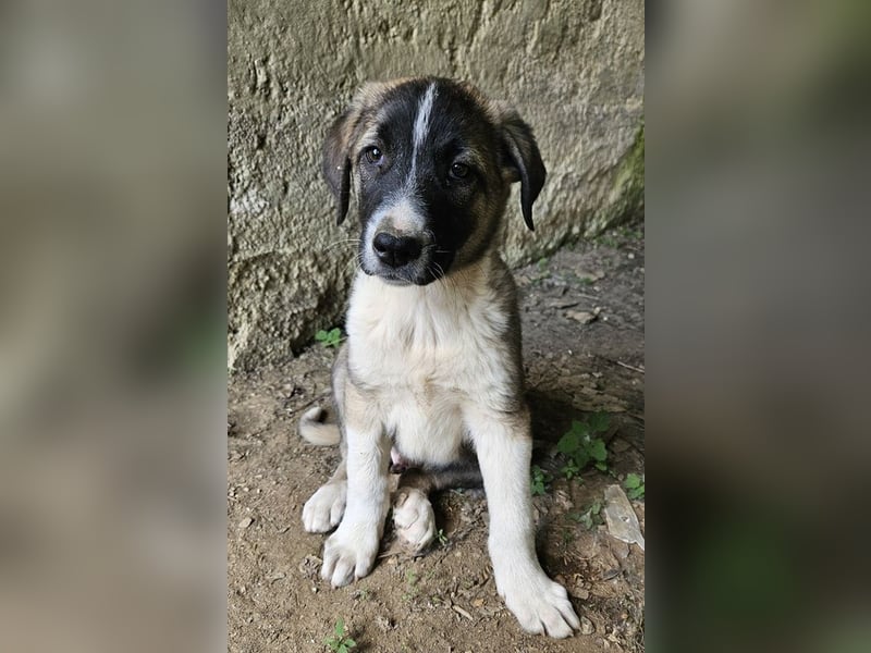 Oreo, geb. ca. 02/2025, lebt in GRIECHENLAND, auf einer privaten Pflegestelle