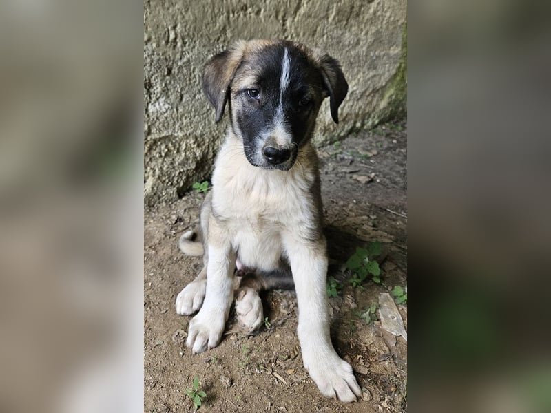 Oreo, geb. ca. 02/2025, lebt in GRIECHENLAND, auf einer privaten Pflegestelle