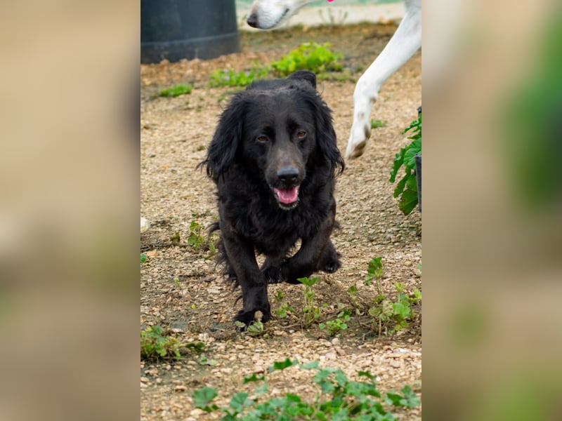 Moreno - treuer Senior sucht Familie