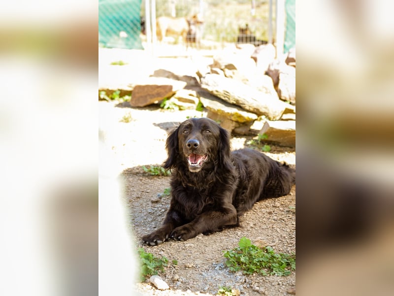 Moreno - treuer Senior sucht Familie