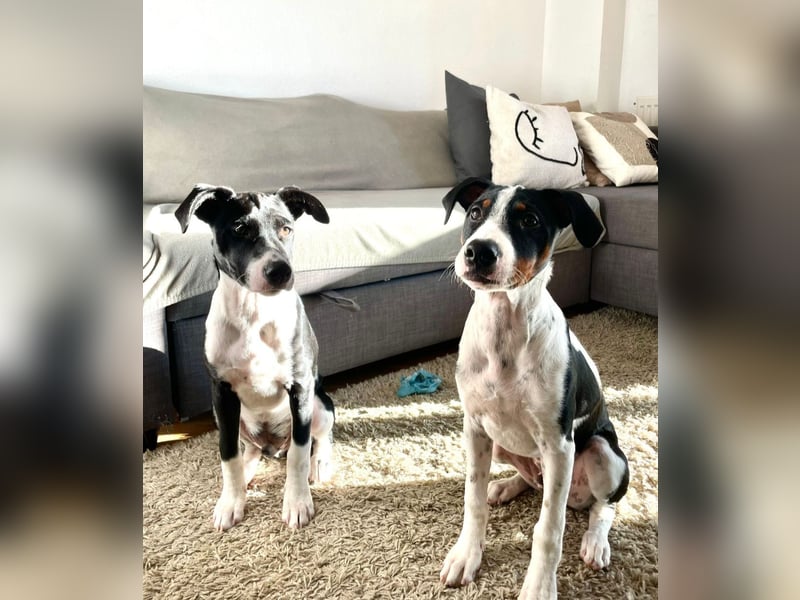 Hutch sucht aktive Familie