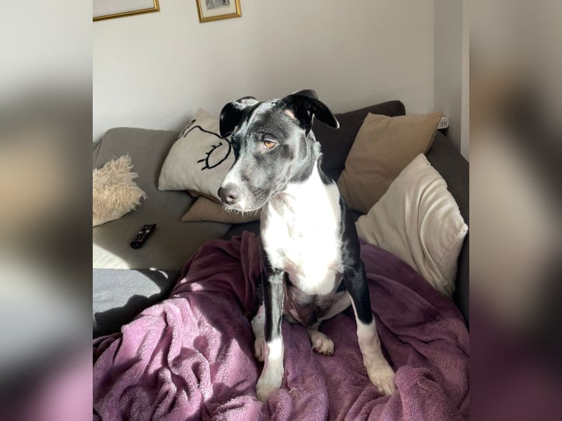Hutch sucht aktive Familie