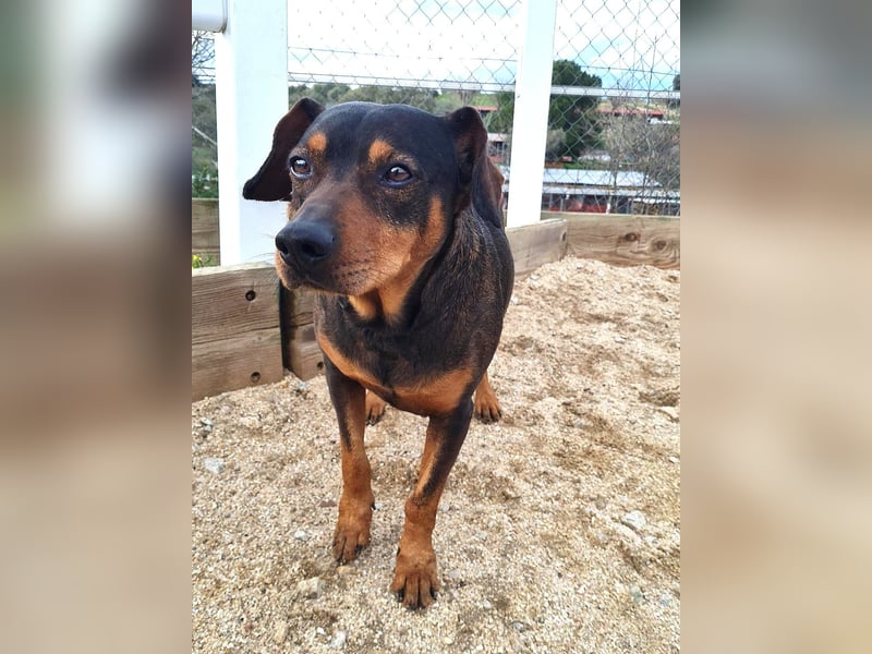 Risto - Charmeur sucht Sofa