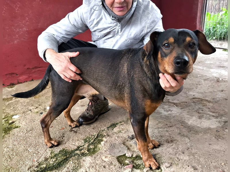 Risto - Charmeur sucht Sofa