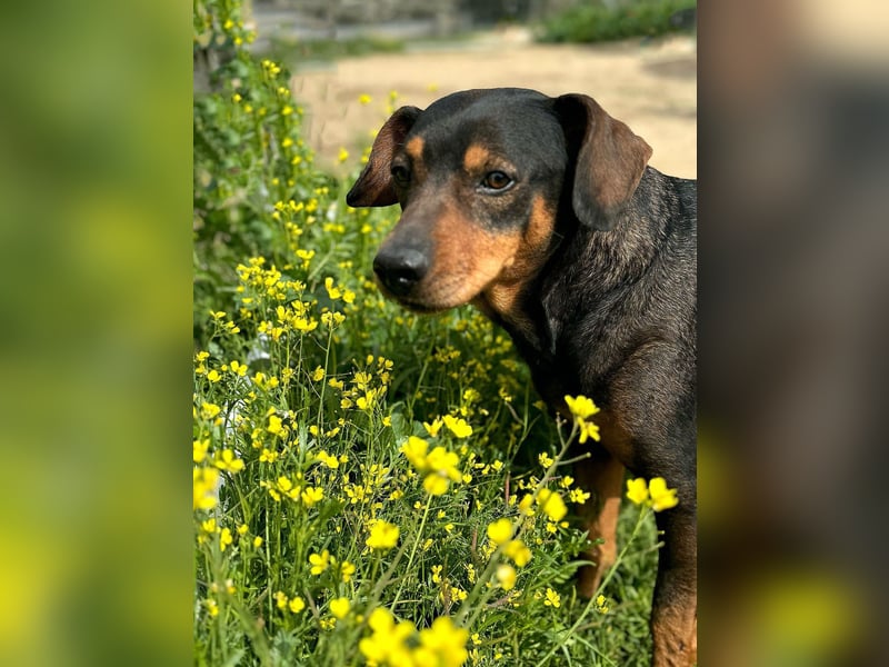 Risto - Charmeur sucht Sofa