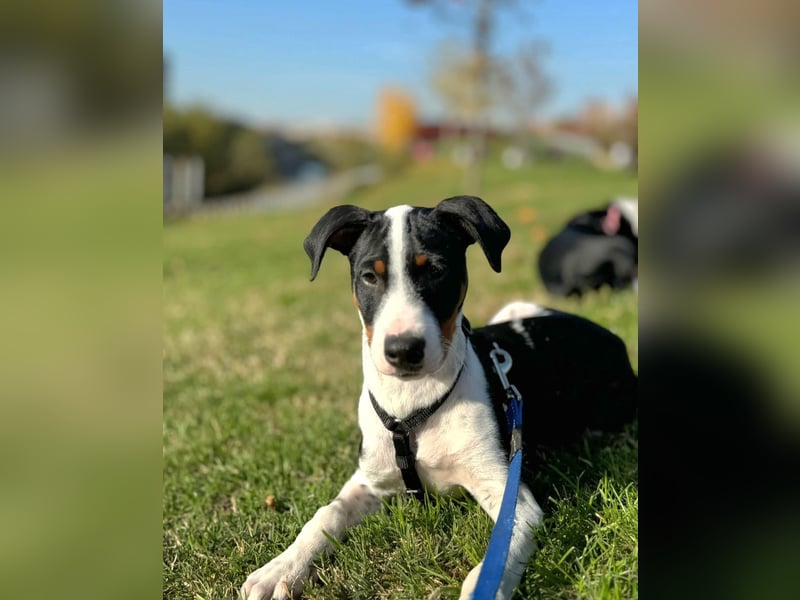 Starsky sucht aktive Familie