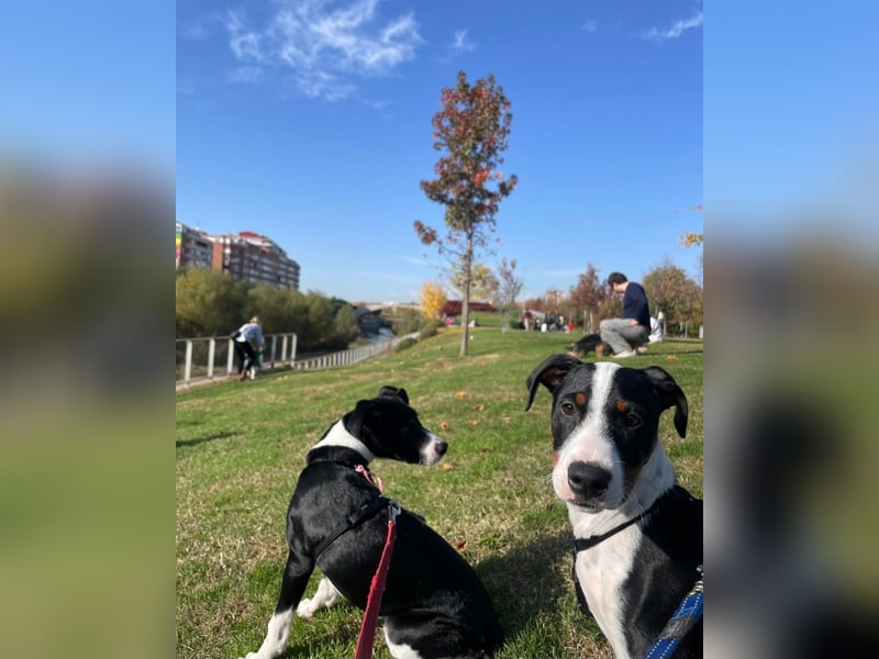 Starsky sucht aktive Familie