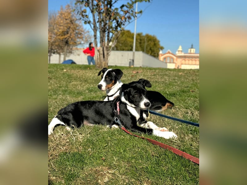 Hutch sucht aktive Familie