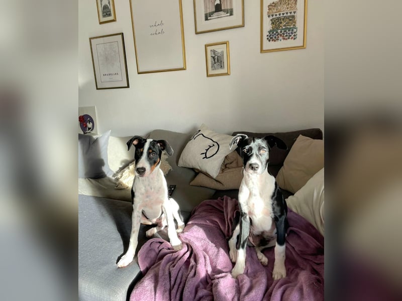 Hutch sucht aktive Familie